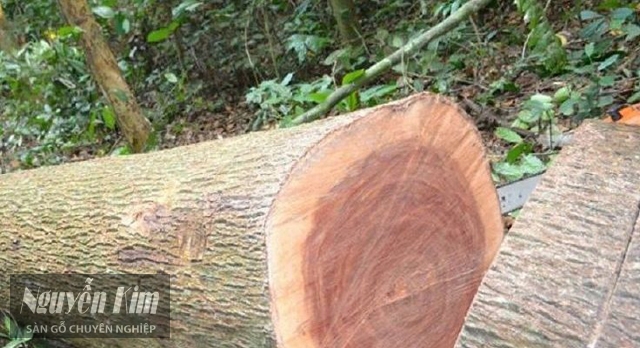 gỗ xoan đào là gì
