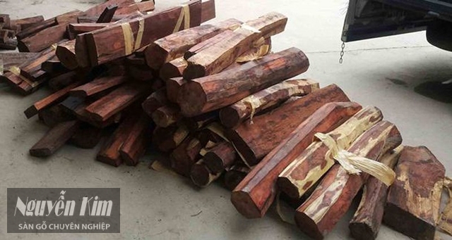 phân loại gỗ trắc