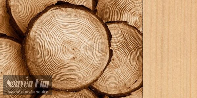 các loại gỗ không bị mối mọt gỗ Thông Nước trắng