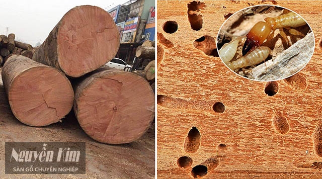 gỗ xoan đào có bị mối mọt không?