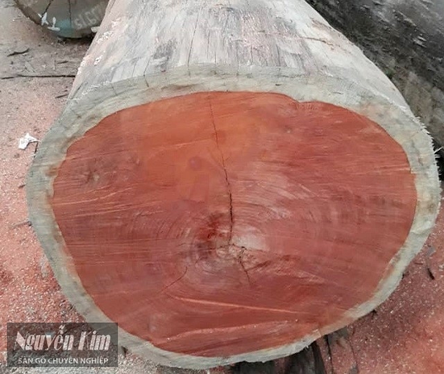 Đặc điểm của cây gỗ giáng hương