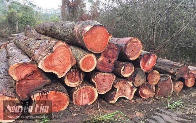gỗ giáng hương là gì