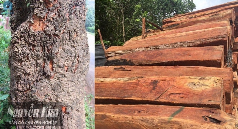 các loại gỗ tự nhiên được sử dụng phổ biến
